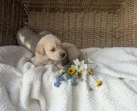 Rubble, a male Golden Retriever for sale in Cambridge City, IN – 1 of 1