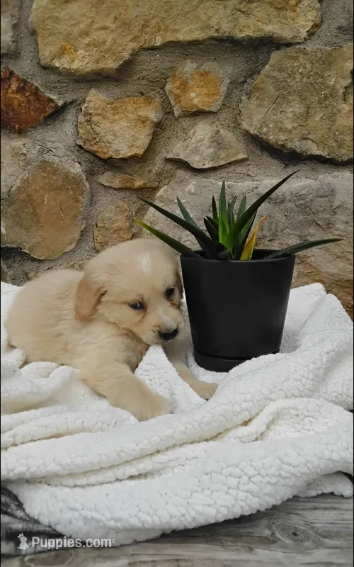 Ranger – Golden Retriever puppy for sale in Cambridge City, IN