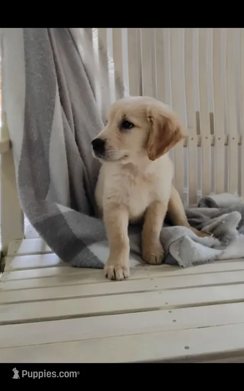 Rider – Golden Retriever puppy for sale in Cambridge City, IN
