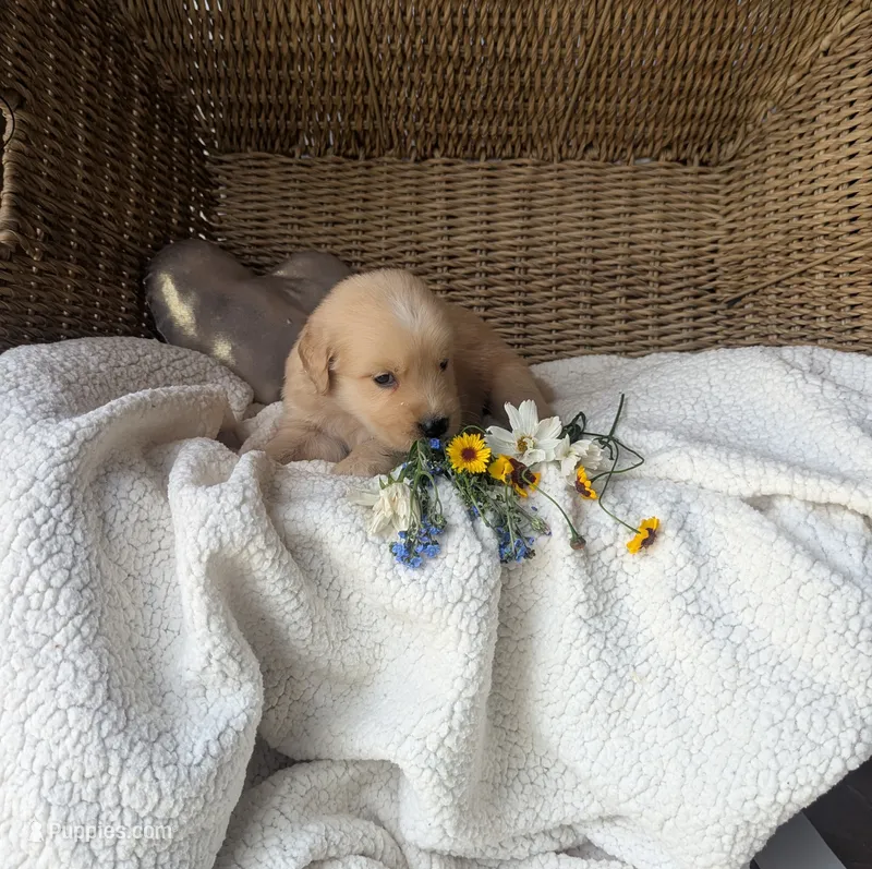 Ranger – Golden Retriever puppy for sale in Cambridge City, IN