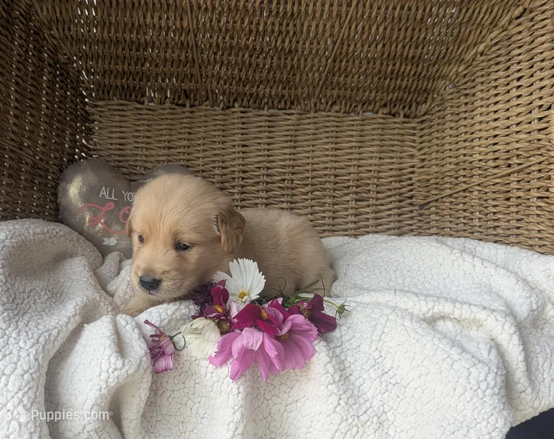 Roxi – Golden Retriever puppy for sale in Cambridge City, IN