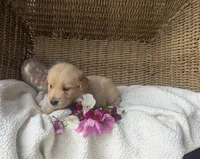 Roxi, a female Golden Retriever for sale in Cambridge City, IN – 1 of 1
