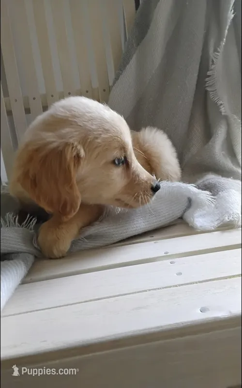 Rubble – Golden Retriever puppy for sale in Cambridge City, IN
