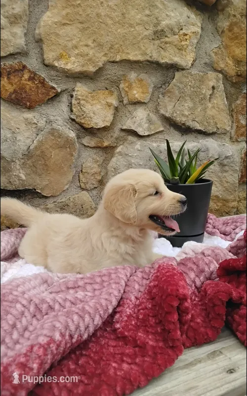 Roxi – Golden Retriever puppy for sale in Cambridge City, IN