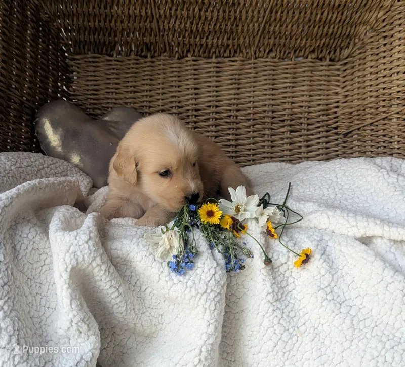 Rover – Golden Retriever puppy on hold in Cambridge City, IN