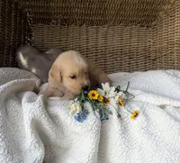 Rover, a male Golden Retriever for sale in Cambridge City, IN – 1 of 1