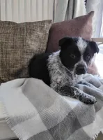 Matt, a male English Shepherd and Australian Cattle Dog for sale in Cambridge City, IN – Photo 1 of 3