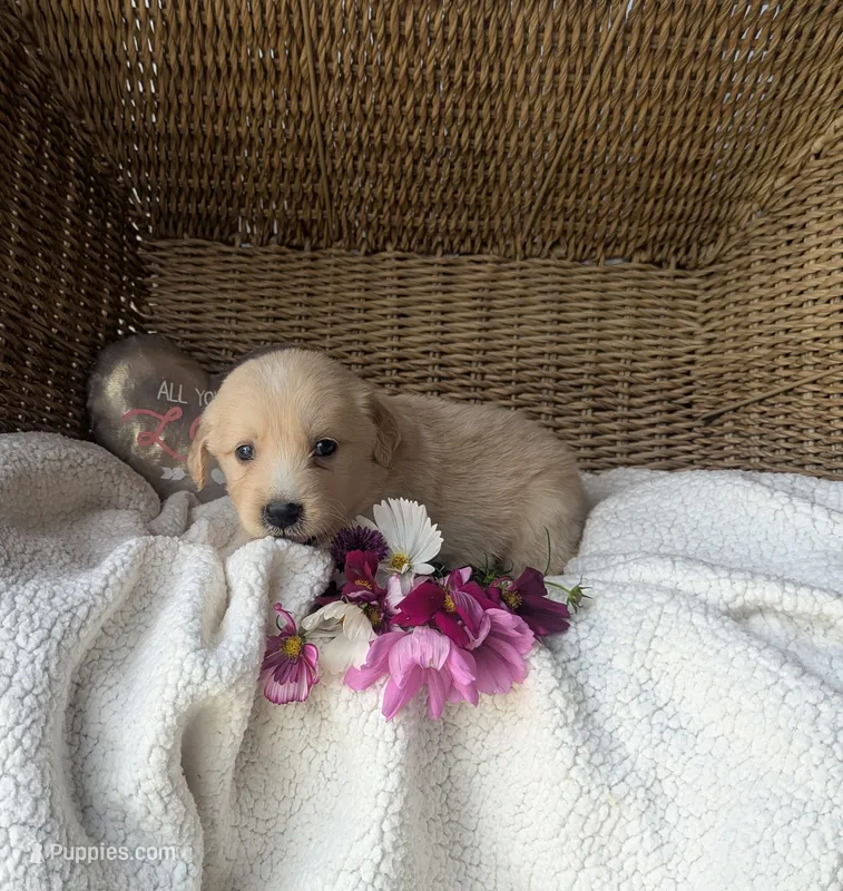 Rolex  – Golden Retriever puppy for sale in Cambridge City, IN