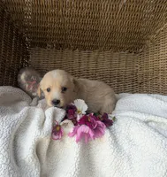 Rolex , a female Golden Retriever for sale in Cambridge City, IN – 1 of 1