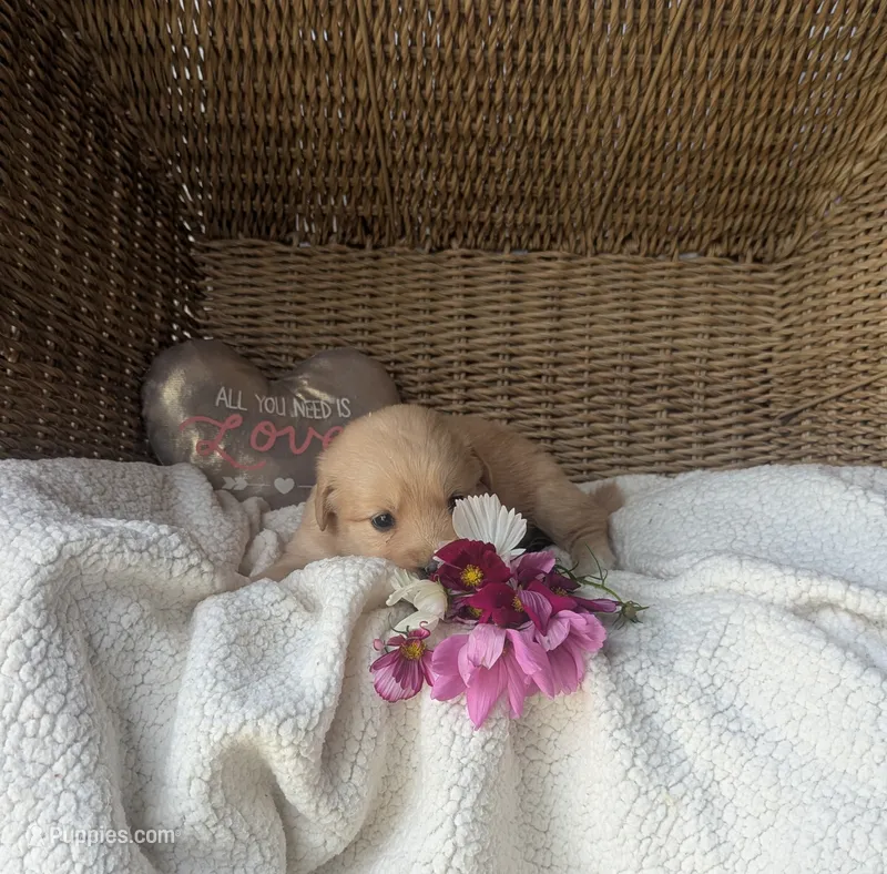 Rainy – Golden Retriever puppy for sale in Cambridge City, IN