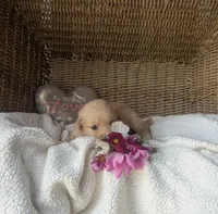 Rainy, a female Golden Retriever for sale in Cambridge City, IN – 1 of 1