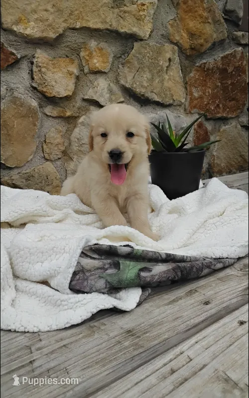Rubble – Golden Retriever puppy for sale in Cambridge City, IN