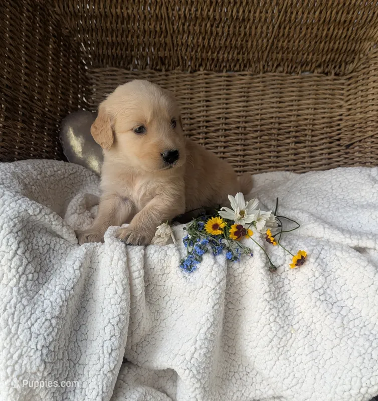 Rider – Golden Retriever puppy for sale in Cambridge City, IN