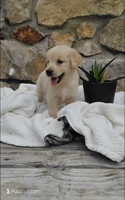 Rover – Golden Retriever puppy for sale in Cambridge City, IN