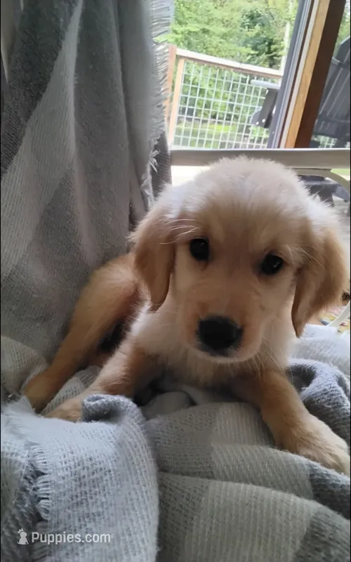 Ranger – Golden Retriever puppy for sale in Cambridge City, IN