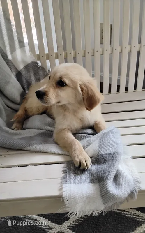 Rover – Golden Retriever puppy for sale in Cambridge City, IN