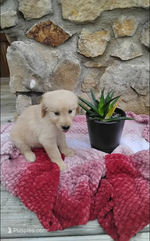 Rolex  – Golden Retriever puppy for sale in Cambridge City, IN