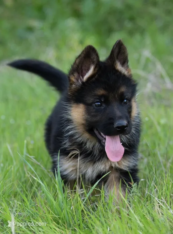 Ollie – German Shepherd Dog puppy for sale in Waco, TX