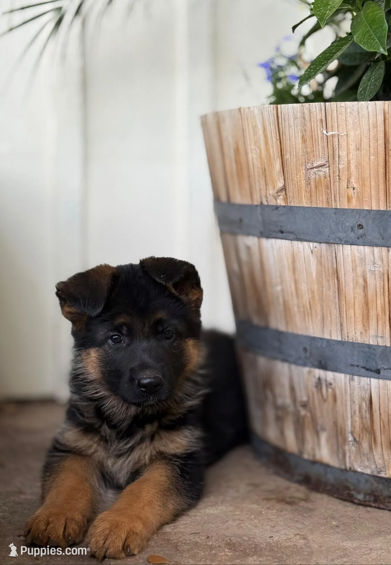 Ollie – German Shepherd Dog puppy for sale in Waco, TX