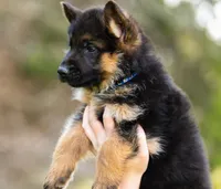 Duke, a male German Shepherd Dog for sale in Waco, TX – Photo 2 of 2