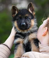 Duke, a male German Shepherd Dog for sale in Waco, TX – Photo 1 of 2
