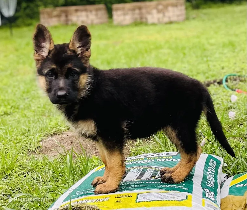 Bow – German Shepherd Dog puppy for sale in Waco, TX