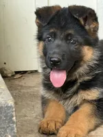 Bow, a male German Shepherd Dog for sale in Waco, TX – Photo 2 of 2