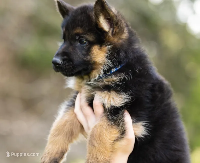 Bow – German Shepherd Dog puppy for sale in Waco, TX