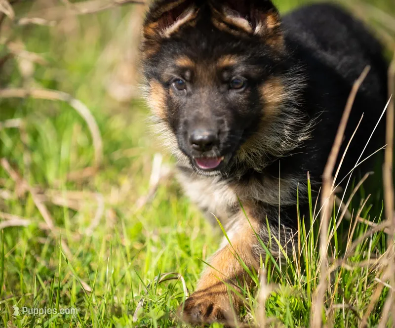 Bow – German Shepherd Dog puppy for sale in Waco, TX