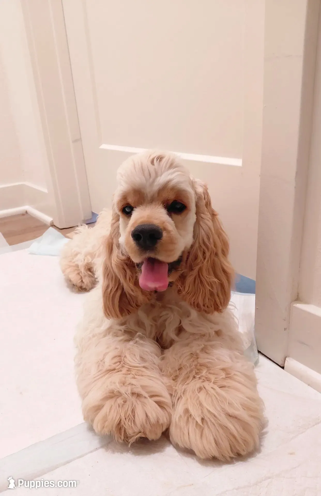Male Cocker Spaniel full AKC/Or pet, a male Cocker Spaniel for sale in Chula Vista, CA – 1 of 4
