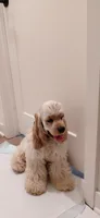 Male Cocker Spaniel full AKC/Or pet, a male Cocker Spaniel for sale in Chula Vista, CA – 2 of 4