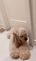 Male Cocker Spaniel full AKC/Or pet, a male Cocker Spaniel for sale in Chula Vista, CA – 3 of 4