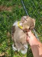 Benelli's liver parti girl , a female Miniature Schnauzer for sale in Queen Creek, AZ – 3 of 5
