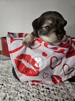 Raven's liver pepper boy, a male Miniature Schnauzer for sale in Queen Creek, AZ – Photo 2 of 4