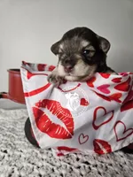 Raven's liver pepper boy, a male Miniature Schnauzer for sale in Queen Creek, AZ – Photo 1 of 4