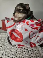 Raven's liver pepper boy, a male Miniature Schnauzer for sale in Queen Creek, AZ – Photo 4 of 4