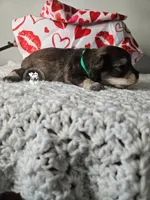 Raven's liver pepper boy, a male Miniature Schnauzer for sale in Queen Creek, AZ – Photo 3 of 4