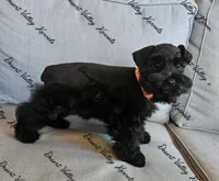 Calli's girl -dark pink collar , a female Miniature Schnauzer for sale in Queen Creek, AZ – 10 of 10