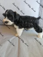 Benelli's boy, a male Miniature Schnauzer for sale in Queen Creek, AZ – 3 of 3