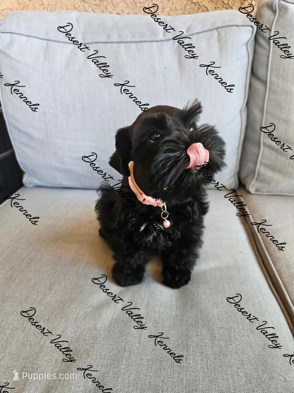 Calli's girl light pink  – Miniature Schnauzer puppy for sale in Queen Creek, AZ