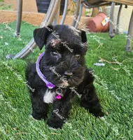 Calli's girl #2 lavender collar , a female Miniature Schnauzer for sale in Queen Creek, AZ – 5 of 5
