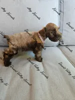 Benelli's purple collar girl , a female Miniature Schnauzer for sale in Queen Creek, AZ – 1 of 3