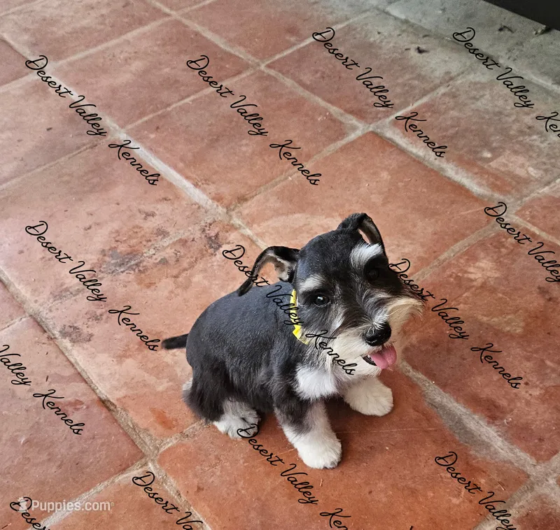 Raven's girl – Miniature Schnauzer puppy for sale in Queen Creek, AZ