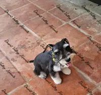 Raven's girl, a female Miniature Schnauzer for sale in Queen Creek, AZ – 1 of 9