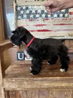 Benelli's big black boy, a male Miniature Schnauzer for sale in Queen Creek, AZ – Photo 3 of 3