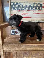 Benelli's big black boy, a male Miniature Schnauzer for sale in Queen Creek, AZ – Photo 2 of 3