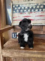 Benelli's big black boy, a male Miniature Schnauzer for sale in Queen Creek, AZ – Photo 1 of 3