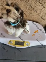Kimber's light blue collar boy , a male Miniature Schnauzer for sale in Queen Creek, AZ – 1 of 4