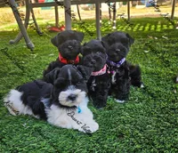 Calli's boy#1 red collar , a male Miniature Schnauzer for sale in Queen Creek, AZ – 4 of 5