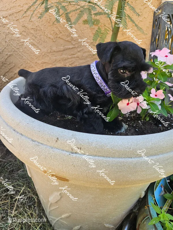 Calli's girl #2 lavender collar , a female Miniature Schnauzer for sale in Queen Creek, AZ – 1 of 5